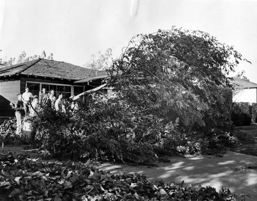 Wind-lashed tree fell just few feet from Van Nuys house