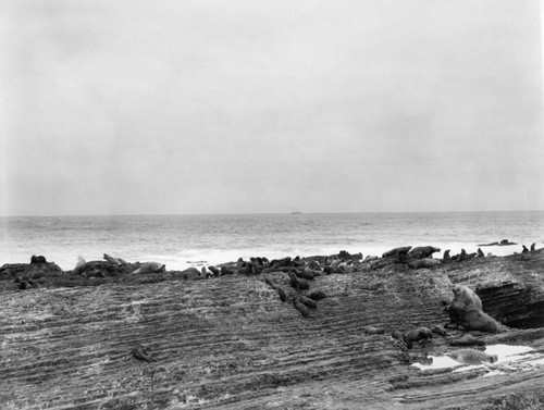 Seals on rock