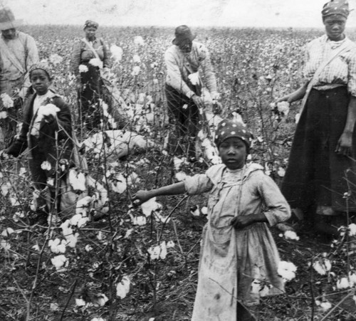 Picking cotton