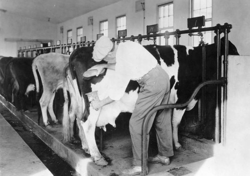 Cattle in milking center