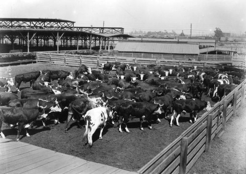 Cattle in stockyards