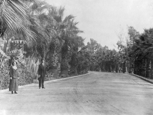 Palm Drive in Los Angeles