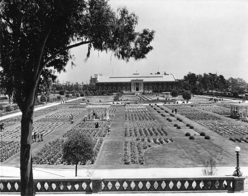 Exposition Park roses