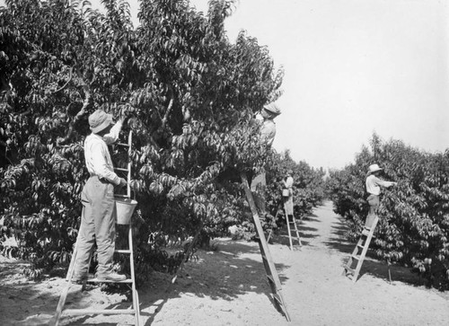 San Fernando Valley peaches