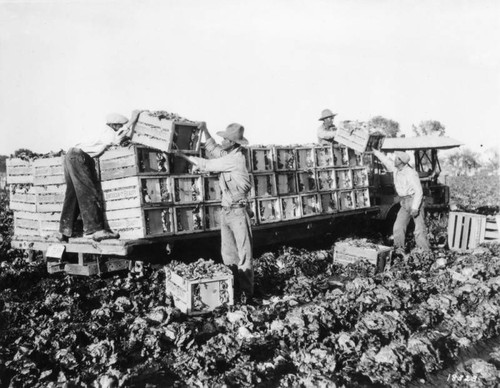 Harvesting lettuce