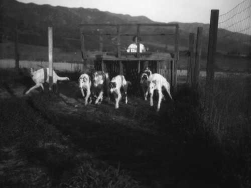 Training Borzoi dogs, view 10