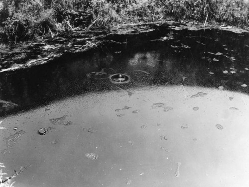 Tar pit #27 — Calisphere