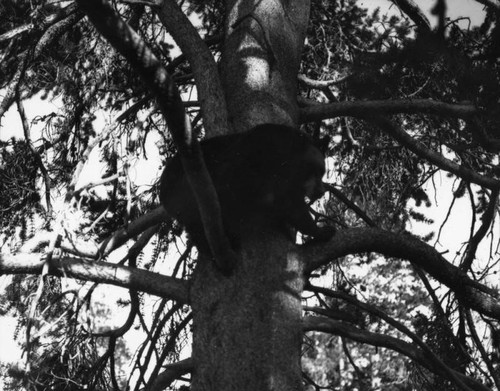 Bear in tree