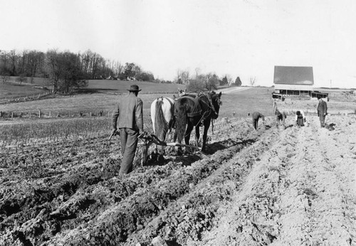 Plowing potatoes