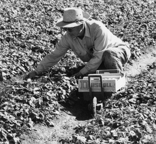 Picking in field