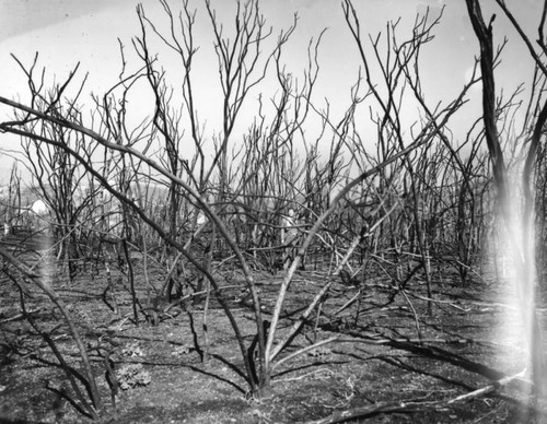 Waterhed after fire, Santa Monica Mountains