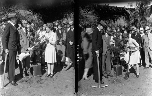 Mary Pickford planting tree