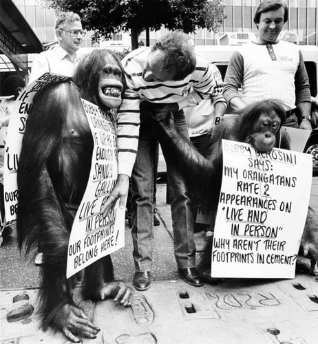 Orangs protest