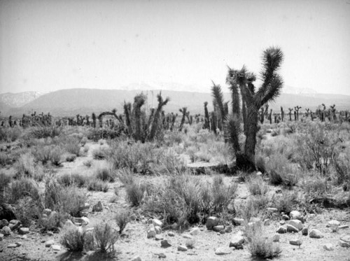 Clusters of Joshua trees, Mojave Desert