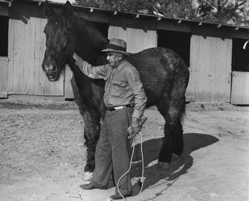 Last of the city's fire horses, "Old Blackie"