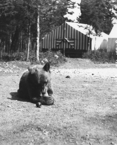 Bear near tent homes