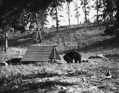 Bear near tent