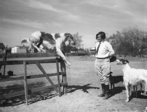 Training Borzoi dogs, view 6