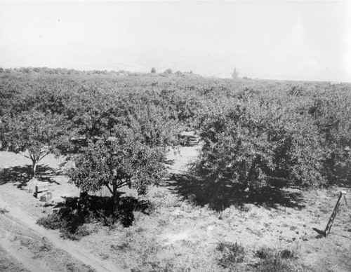 Apple orchard