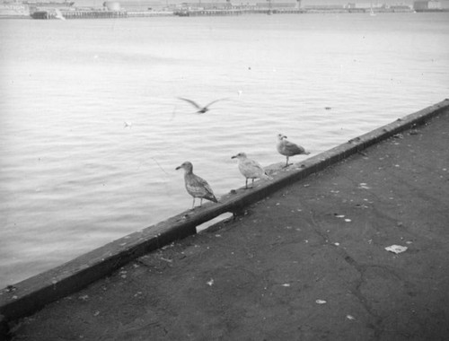 Seagulls at the harbor