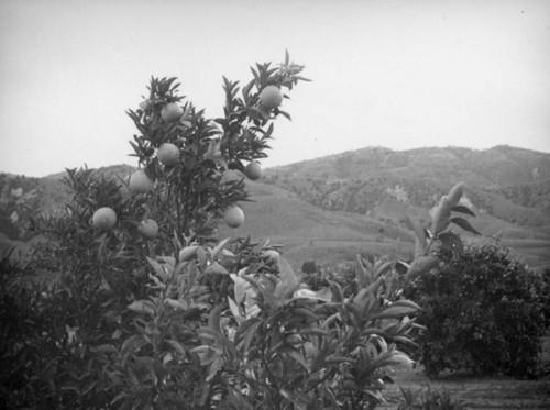 Orange grove near Piru