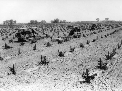 Grape cultivating