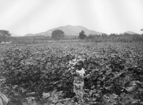 Child in cotton field