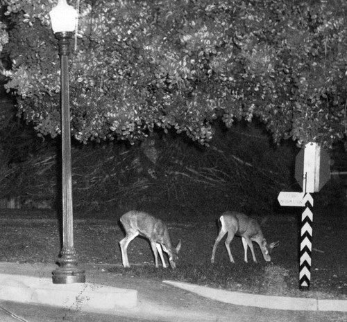 Deer invade hospital grounds