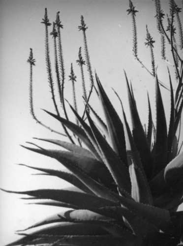 Agave in Beverly Gardens Park