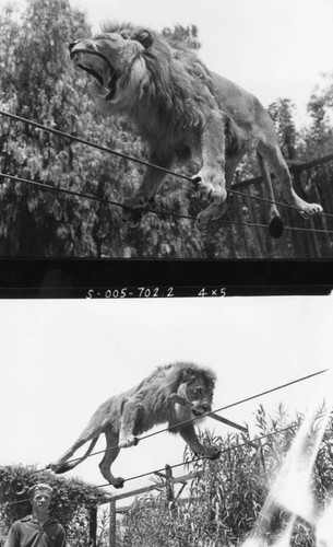 Lion walking on wires