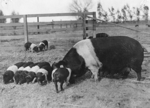 Hogs in San Fernando