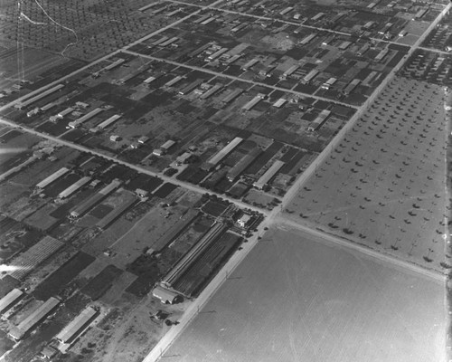 Weeks Poultry Colony, aerial view