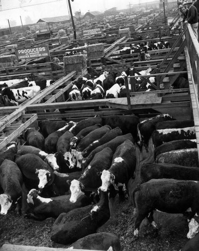 Cattle at L.A. Union Stockyards