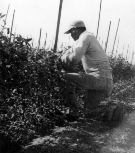 Marsh Romias, picking tomatoes