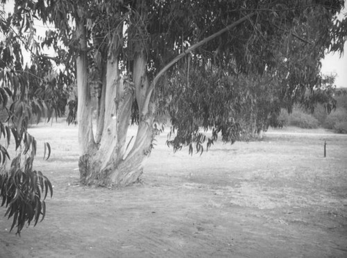 Eucalyptus on Henry Hancock's ranch