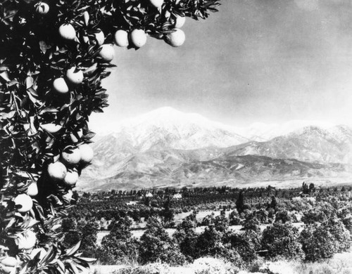 Orange groves and Mt. Baldy