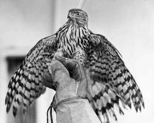 Grounded hawk--a rare find