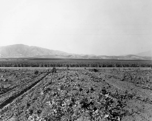 Agriculture in the San Fernando Valley