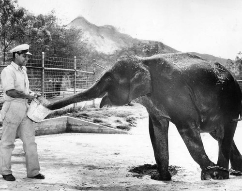 Elephant's mere 1500 pounds may reach 4 tons at Park Zoo