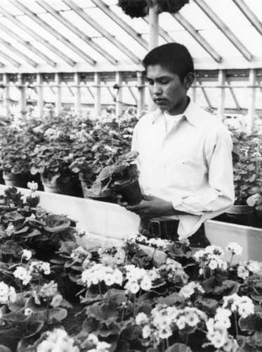 Sherman Indian High School student in greenhouse