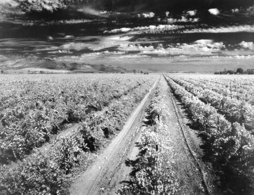 San Joaquin Valley vineyard