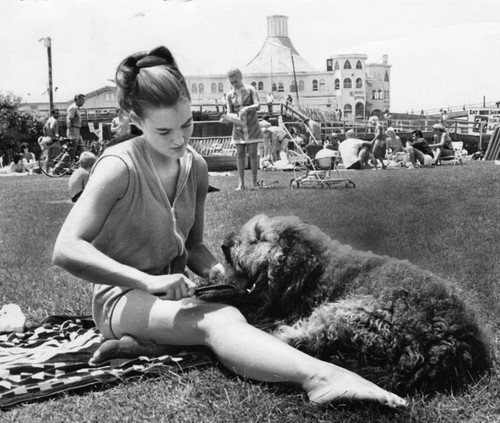 Dog combing at Santa Monica beach
