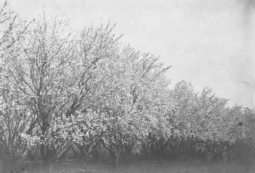 Rancho Chico almond orchard