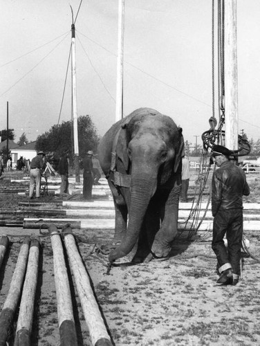 Elephant helps with circus tent