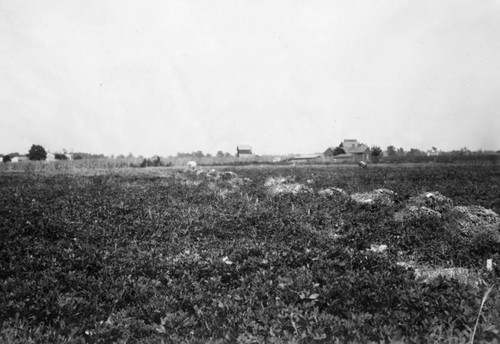 Peanut seed plants