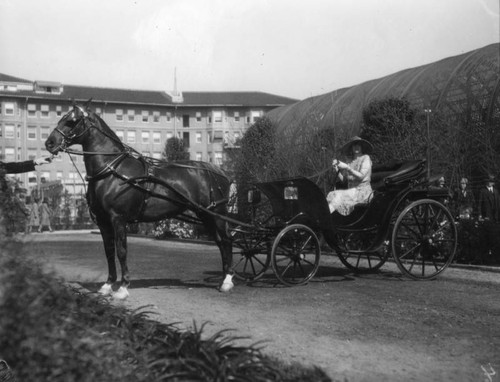 Woman and carriage at horse show