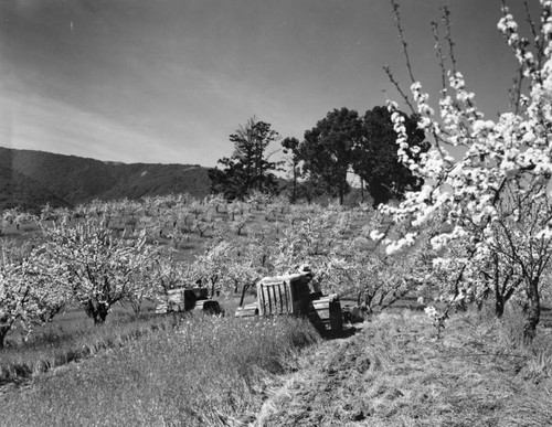 Tractors in orchard