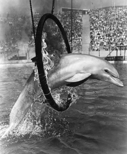 Splash at Marineland