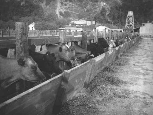 Cows at a feeding trough in Azusa