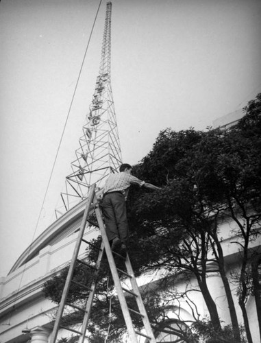 Tree trimming at Angelus Temple